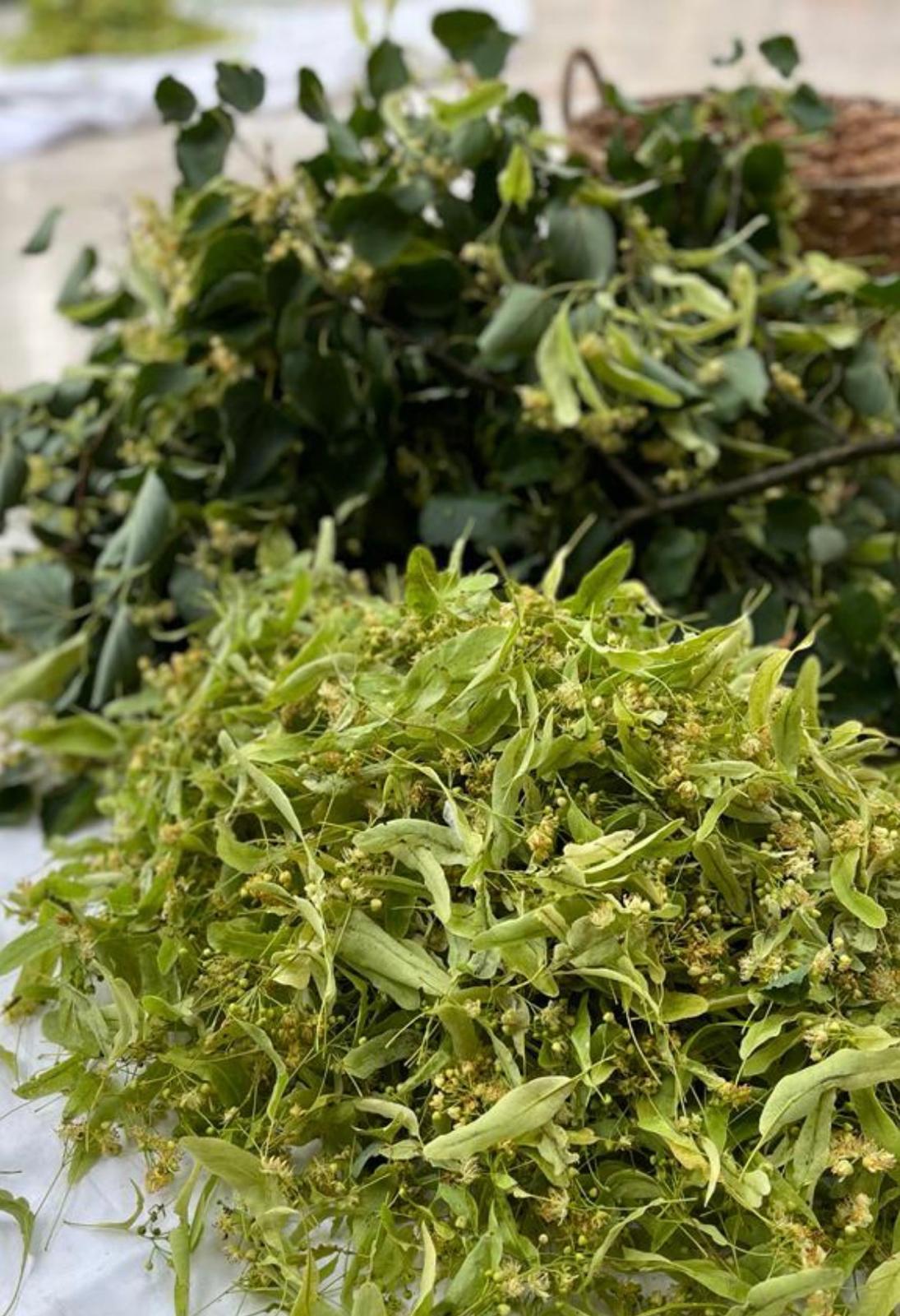 LIPOBRANIE z Kuracją Naturalną 2-5 lipca 2026